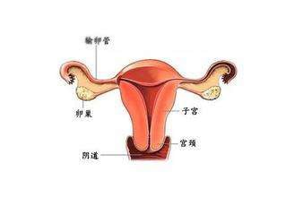 育儿百科松田在线阅读